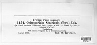 Coleosporium tussilaginis image